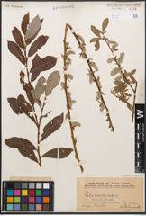 Foto von Salix caprea L. x Salix purpurea L.